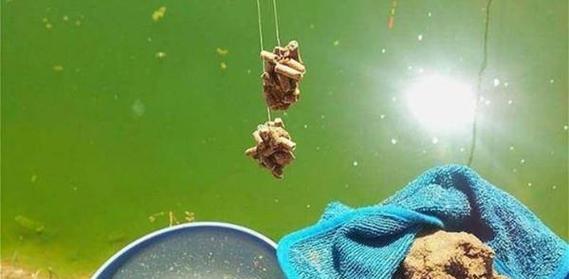 大棚钓鱼调漂技巧是什么？如何有效掌握？