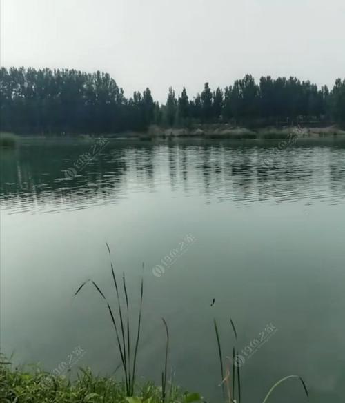 大清河钓鱼技巧和方法有哪些？如何提高钓鱼成功率？