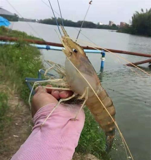 大蚯蚓钓鱼效果好吗？如何正确使用大蚯蚓作为鱼饵？