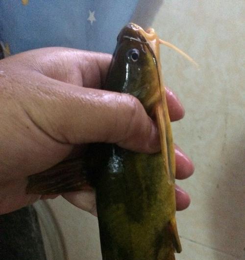 大蚯蚓钓鱼效果好吗？如何正确使用大蚯蚓作为鱼饵？