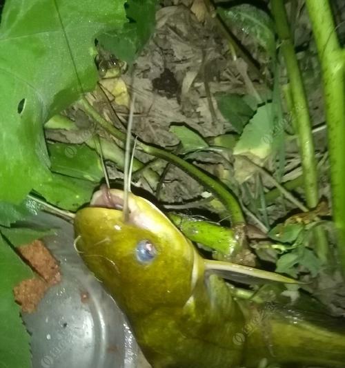 大蚯蚓夜钓大口鲶鱼技巧有哪些？如何提高钓获率？