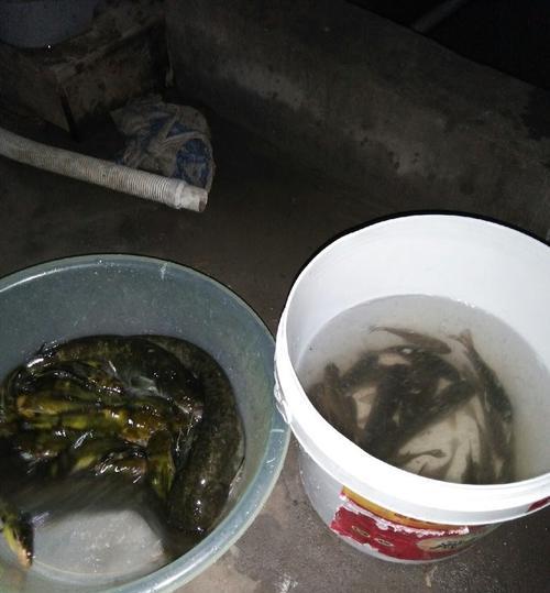 大蚯蚓夜钓大口鲶鱼技巧有哪些？如何提高钓获率？