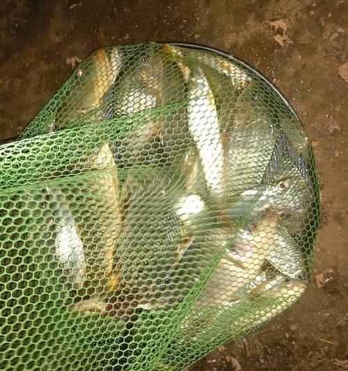 大沙河钓鱼技巧教学？如何提高钓鱼成功率？