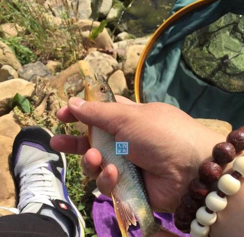 大山河里钓鱼方法和技巧有哪些？如何提高钓鱼成功率？