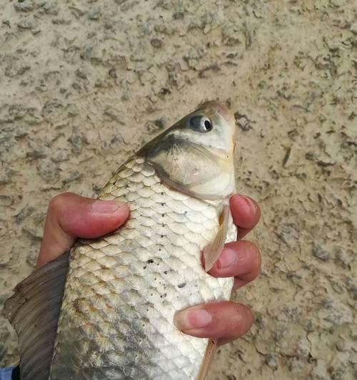 大师钓鱼技巧秘籍？如何快速掌握钓鱼高手的秘诀？