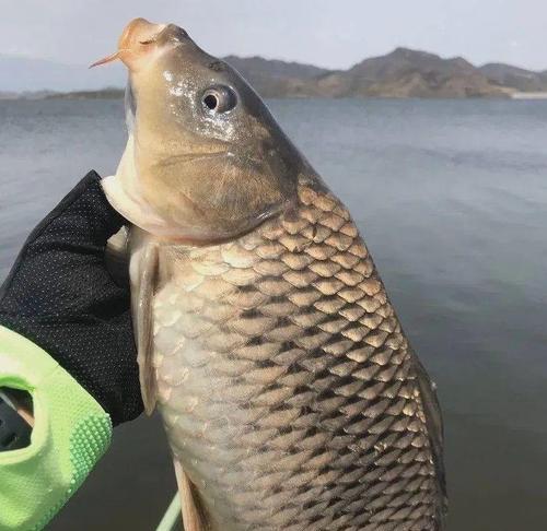 大师都不告诉你的钓鱼技巧？如何快速掌握钓鱼秘诀？