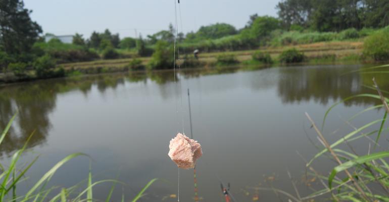 大师解析钓浮调钓技巧？如何掌握正确的调钓方法？