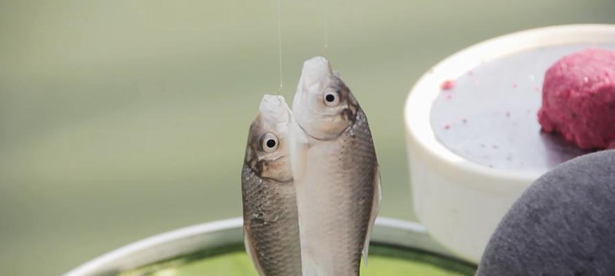 大师野钓鲫鱼黄金技巧有哪些？如何提高钓鲫鱼的成功率？