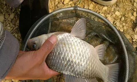 大师野钓鲫鱼黄金技巧有哪些？如何提高钓鲫鱼的成功率？