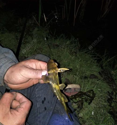 夜晚钓鱼技巧有哪些？大师是如何在夜晚成功钓鱼的？