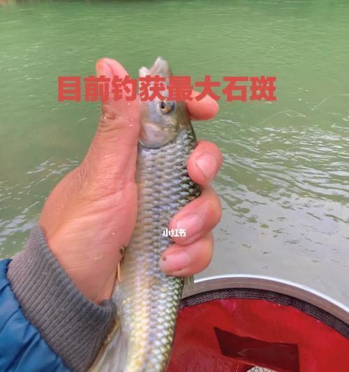 大石斑钓鱼技巧有哪些？如何提高钓获率？
