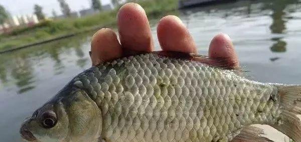 大暑后野钓鲫鱼技巧有哪些？如何提高钓鲫鱼的成功率？