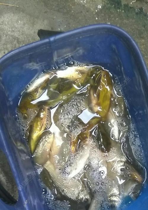 如何钓黄辣丁？掌握这些技巧让你轻松钓到黄辣丁！