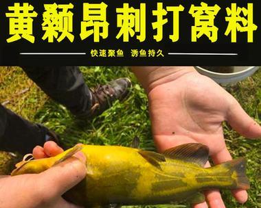 如何掌握钓黄辣丁的抛竿技巧？常见错误有哪些？