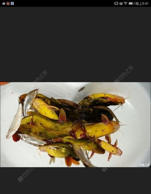 如何钓黄辣丁鱼？掌握哪些钓鱼技巧能提高成功率？