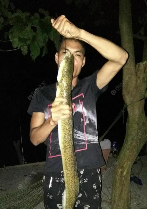 如何提高钓黄鳝的技巧？常见问题有哪些解决方法？
