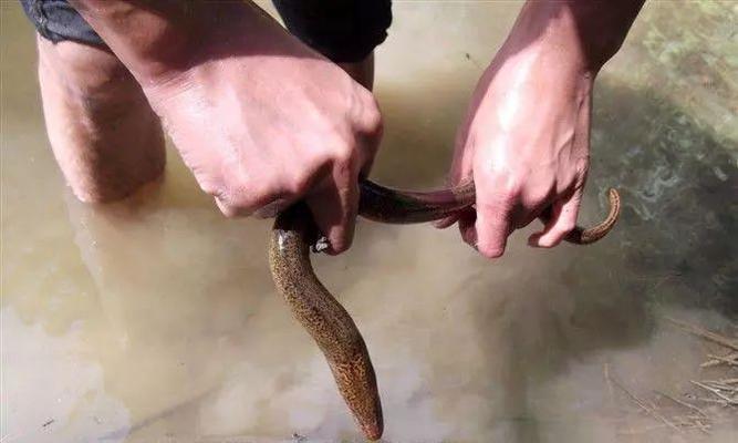 如何钓黄鳝？掌握这些技巧和教程能提高成功率吗？