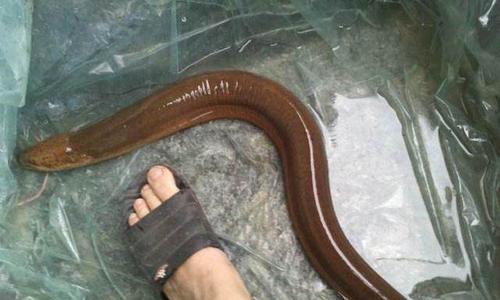如何钓黄鳝？掌握这些技巧和教程能提高成功率吗？