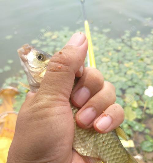 钓鲫鱼时应该选择钓底还是钓浮？哪种方法更有效？