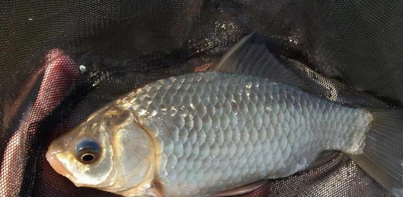 钓鲫鱼的最佳时间是什么时候？有哪些有效的钓鱼技巧？