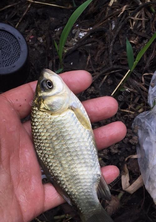 如何掌握钓鲫鱼浮头的技巧？浮头钓法有哪些常见问题及解决方法？