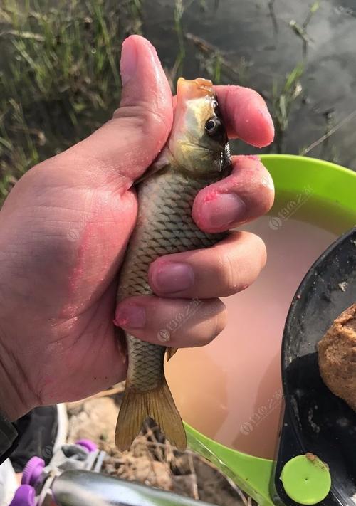 如何掌握钓鲫鱼浮头的技巧？浮头钓法有哪些常见问题及解决方法？
