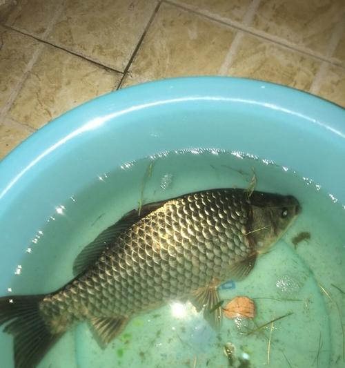 钓鲫鱼浮头技巧是什么？如何有效掌握？