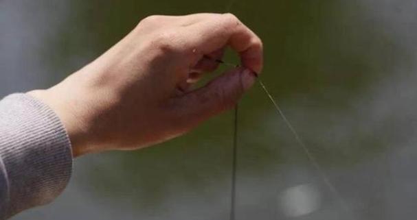 钓鲫鱼黄金季节要掌握哪些钓鱼技巧？如何提高钓鲫鱼的成功率？