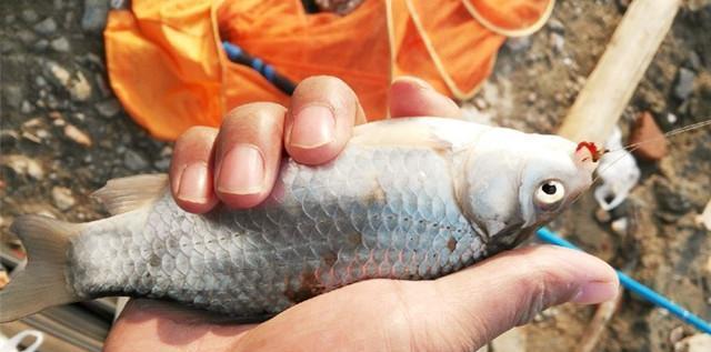 钓鲫鱼黄金季节要掌握哪些钓鱼技巧？如何提高钓鲫鱼的成功率？