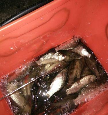 钓鲫鱼技巧钓鱼有哪些？如何提高钓鲫鱼的成功率？