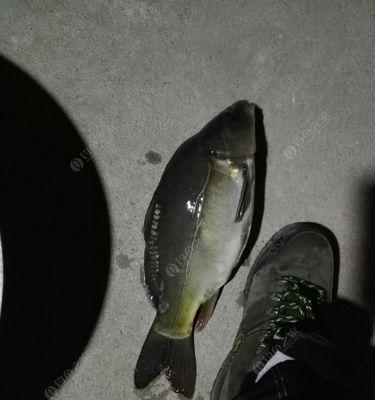 夜钓鲫鱼有哪些技巧？如何提高夜钓鲫鱼的成功率？
