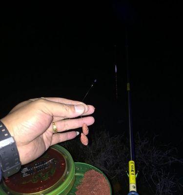 夜钓鲫鱼有哪些技巧？如何提高夜钓鲫鱼的成功率？