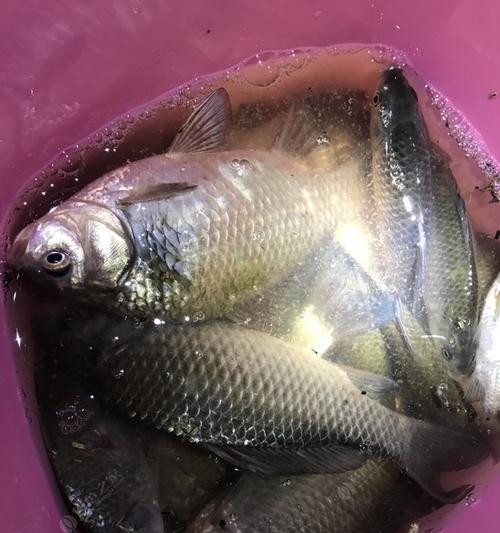 夜钓鲫鱼有哪些技巧？如何提高夜钓鲫鱼的成功率？