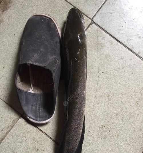 夜钓黑鱼时如何运用钓鲫鱼技巧？