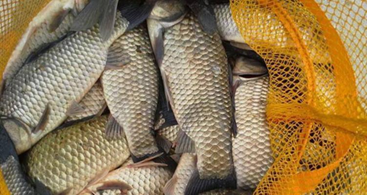 钓鲫鱼时如何运用最佳口诀和技巧？