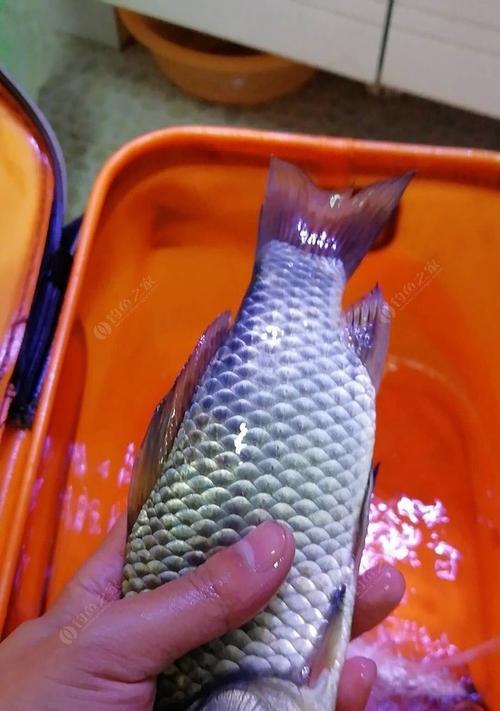 如何选择最佳鱼饵搭配钓鲤鱼？溜鱼技巧有哪些？