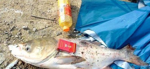 如何掌握钓鲤鱼打浮技巧？常见问题有哪些解决方法？