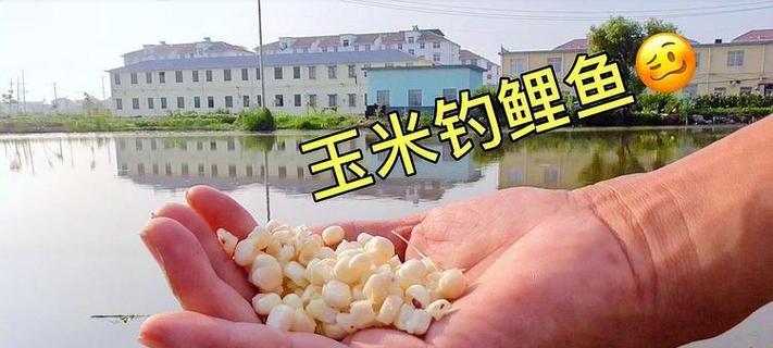 钓鲤鱼时如何调整浮漂？有哪些调漂技巧能提高成功率？