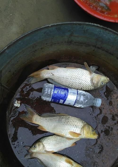 如何在野钓中成功钓到鲤鱼？掌握哪些技巧能提高钓鲤鱼的效率？