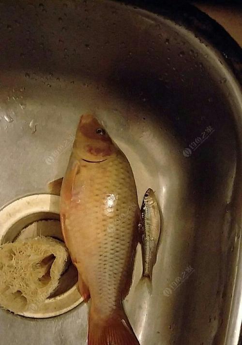 如何提高钓鲤鱼的技巧？有哪些常见的钓鱼误区需要避免？