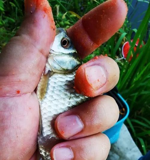 如何掌握钓鲤鱼的浮钓技巧？浮钓鲤鱼时常见的问题有哪些？