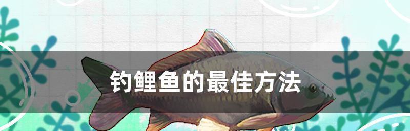 钓鲤鱼技巧和方法野钓有哪些？如何提高野钓鲤鱼的成功率？
