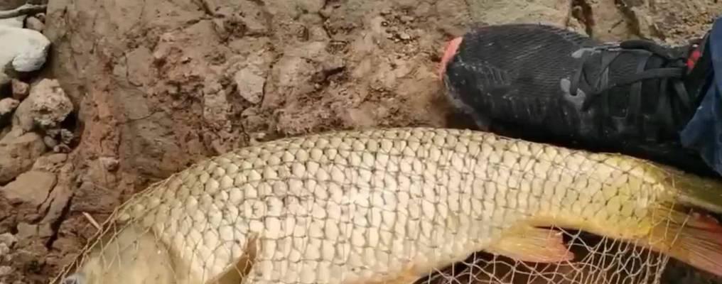 如何在野钓中成功钓到鲤鱼？掌握这些技巧了吗？