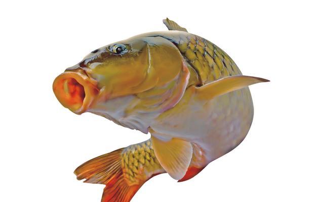 如何掌握钓鲤鱼起浮技巧？起浮钓鲤鱼有哪些常见问题？