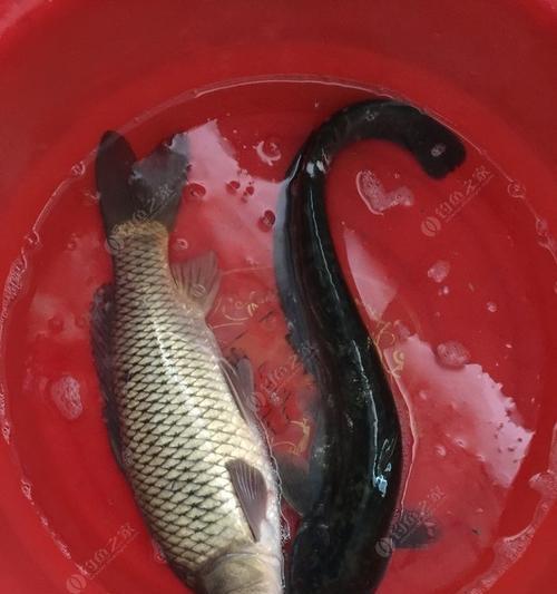如何提高钓鲤鱼野钓的成功率？掌握哪些技巧和方法？