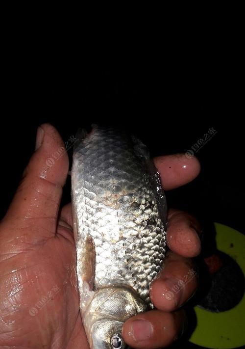 夜钓鲤鱼有哪些技巧？如何提高夜钓鲤鱼的成功率？