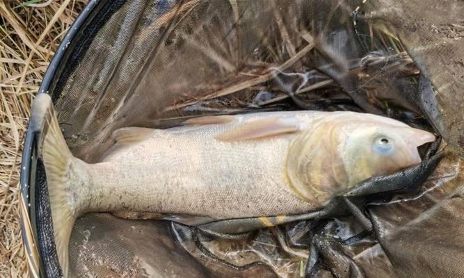 如何提高钓鲢鳙的成功率？抛竿技巧有哪些？