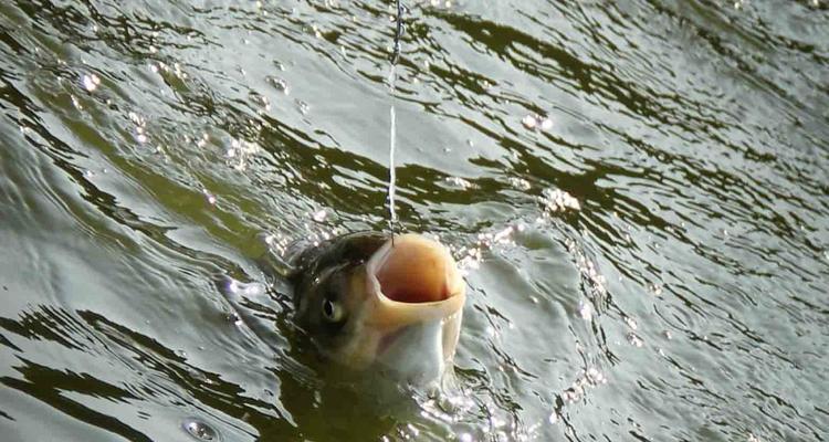 如何掌握钓鲢鳙浮漂上浮的正确技巧？常见问题有哪些？