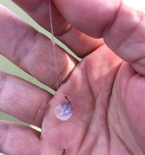 如何掌握钓鲢鳙的抛竿搓饵技巧？常见问题有哪些？