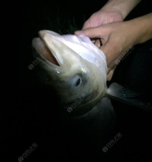 如何掌握钓鲢鱼的浮钓技巧？常见问题有哪些？
